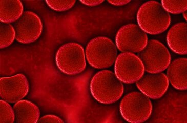Qué pasaría si en tu sangre faltara glóbulos rojos