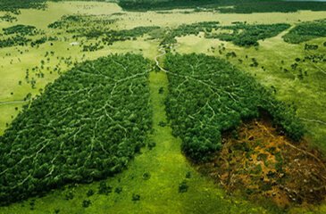 Qué pasaría si no existieran las plantas