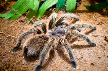 Qué pasaría si te pica una araña