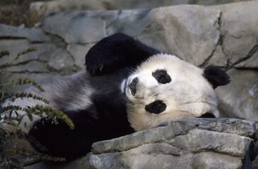 Qué pasaría si un animal se extingue